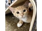 Adopt Crookshank a Orange or Red Domestic Shorthair / Mixed cat in Mission