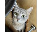 Adopt Riya Yesternight a Gray or Blue Domestic Shorthair / Mixed cat in Mission