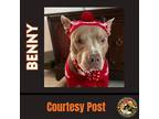 Adopt BENNY #3 a Brown/Chocolate - with Tan American Pit Bull Terrier / Mixed