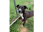 Adopt Sam Bone a Black Labrador Retriever / Mixed Breed (Medium) / Mixed dog in