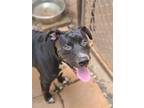 Adopt WAYLON a Black American Pit Bull Terrier / Mixed dog in Athens