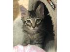 Adopt Crackle a Brown or Chocolate Domestic Shorthair / Mixed (short coat) cat