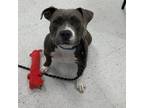 Adopt Moana a Gray/Silver/Salt & Pepper - with Black Pit Bull Terrier / Mixed