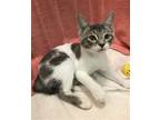 Adopt Bailey a Gray or Blue (Mostly) Domestic Shorthair / Mixed (short coat) cat