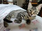 Adopt Bradley a Domestic Shorthair / Mixed (short coat) cat in Columbus