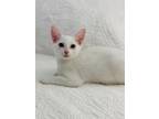 Adopt KITTEN KANGAROO a Domestic Shorthair / Mixed cat in Norfolk, VA (38939880)