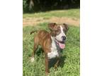 Adopt Michael a Brindle - with White Pit Bull Terrier / Terrier (Unknown Type