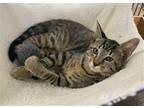 Adopt Clover the Affectionate Cuddler a Brown or Chocolate Domestic Shorthair /