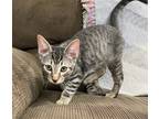 Adopt Chase the Playful Cuddler a Brown or Chocolate Domestic Shorthair / Mixed