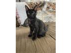 Adopt Cole the Snuggly Black Tabby a All Black Domestic Shorthair / Mixed (short