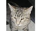 Adopt Rocky a Domestic Shorthair / Mixed cat in Evergreen, CO (38970002)