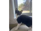 Adopt Socks a Black & White or Tuxedo Domestic Shorthair (short coat) cat in