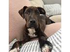 Adopt Akamu a Brindle Plott Hound / American Pit Bull Terrier dog in Tampa
