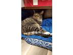 Adopt Captain a Brown Tabby Domestic Shorthair / Mixed (short coat) cat in Grand