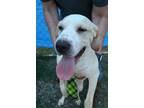 Adopt Grant a White Terrier (Unknown Type, Medium) / Mixed dog in Abbeville