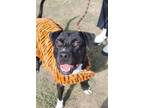 Adopt Lester a Black Terrier (Unknown Type, Medium) / Mixed dog in Abbeville