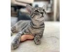 Adopt Jalape単o TCC a Gray, Blue or Silver Tabby Domestic Shorthair / Mixed