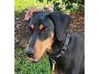 Adopt Kanzi a Black - with Tan, Yellow or Fawn Doberman Pinscher / Mixed dog in