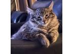 Adopt BigBoy a Tiger Striped Tabby / Mixed (medium coat) cat in Coldspring