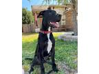 Adopt Bailey a Great Dane / Mixed dog in Bullard, TX (38931733)
