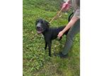 Adopt Hopson a Black - with White Labrador Retriever / Mixed Breed (Medium) /