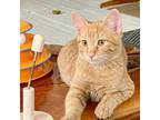 Adopt Nino a Orange or Red Domestic Shorthair / Mixed cat in Saint Louis