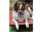 Adopt CO/Kallee a Brown/Chocolate - with White Brittany / Mixed dog in Auroa