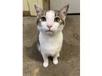 Adopt Mia a Domestic Shorthair cat in Berea, KY (39169501)
