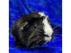 Adopt Pricilla a Guinea Pig small animal in Chesapeake, VA (39052255)