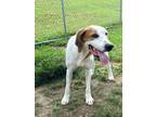 Adopt Hamish a White - with Tan, Yellow or Fawn Hound (Unknown Type) / Mixed