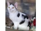 Adopt Eros (Neutered) a White (Mostly) Domestic Shorthair (short coat) cat in