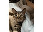 Adopt Serenade a Brown Tabby Domestic Shorthair / Mixed (short coat) cat in
