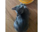 Adopt Stevie a Gray or Blue Domestic Shorthair / Mixed cat in Oneonta