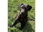 Adopt Ladybug (Cairo Coco's C Litter) a Black Pit Bull Terrier / Mixed Breed