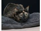 Adopt Kimberley a Tortoiseshell Domestic Shorthair / Mixed (short coat) cat in