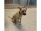 Adopt Chai a Tan/Yellow/Fawn - with Black Shepherd (Unknown Type) / Mixed Breed