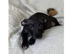 Adopt Tokyo a Black - with White Pit Bull Terrier / Mixed dog in McKinney