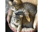 Adopt Cher and Okee a Gray or Blue Domestic Shorthair / Mixed cat in