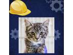 Adopt Adam Sandler a Brown or Chocolate Domestic Shorthair / Mixed cat in St.