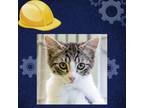 Adopt Drew Barrymore a White Domestic Shorthair / Mixed cat in St.
