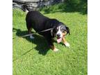 Adopt Emi a Entlebucher