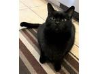Adopt Rudy a All Black Domestic Shorthair / Mixed (short coat) cat in Woodland