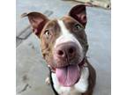 Adopt Clue a Brown/Chocolate - with White Pit Bull Terrier / Mixed dog in