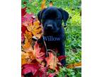 Adopt Willow a Black Labrador Retriever dog in Atlanta, GA (39169088)