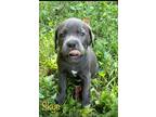 Adopt Skye a Black Labrador Retriever dog in Atlanta, GA (39169119)