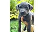 Adopt Delilah a Black Labrador Retriever dog in Atlanta, GA (39169112)