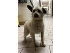 Adopt Lacey a Terrier, Mixed Breed