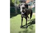 Adopt Amelia a Great Dane, Mixed Breed