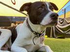 Adopt WINSTON a White Boxer / Labrador Retriever / Mixed dog in Tustin