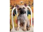 Adopt Lurch a Tan/Yellow/Fawn - with Black Shepherd (Unknown Type) dog in